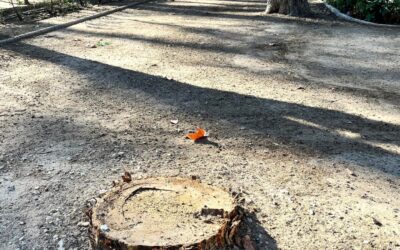 El PSOE exige información sobre las consecuencias de la borrasca en el Parque de Abelardo Sánchez y las actuaciones para garantizar la seguridad en su interior