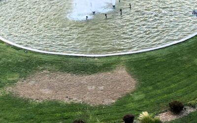 El Grupo Socialista denuncia que Manuel Serrano “tiene abandonadas” las zonas verdes de Albacete