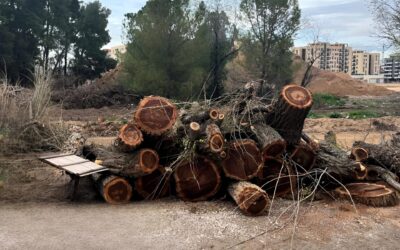 El Grupo Socialista denuncia que el alcalde incumple su compromiso con la mejora del arbolado mientras el mantenimiento de las zonas verdes cuesta más que nunca